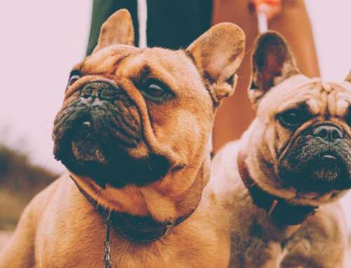 Médico deve pagar pensão a cães.